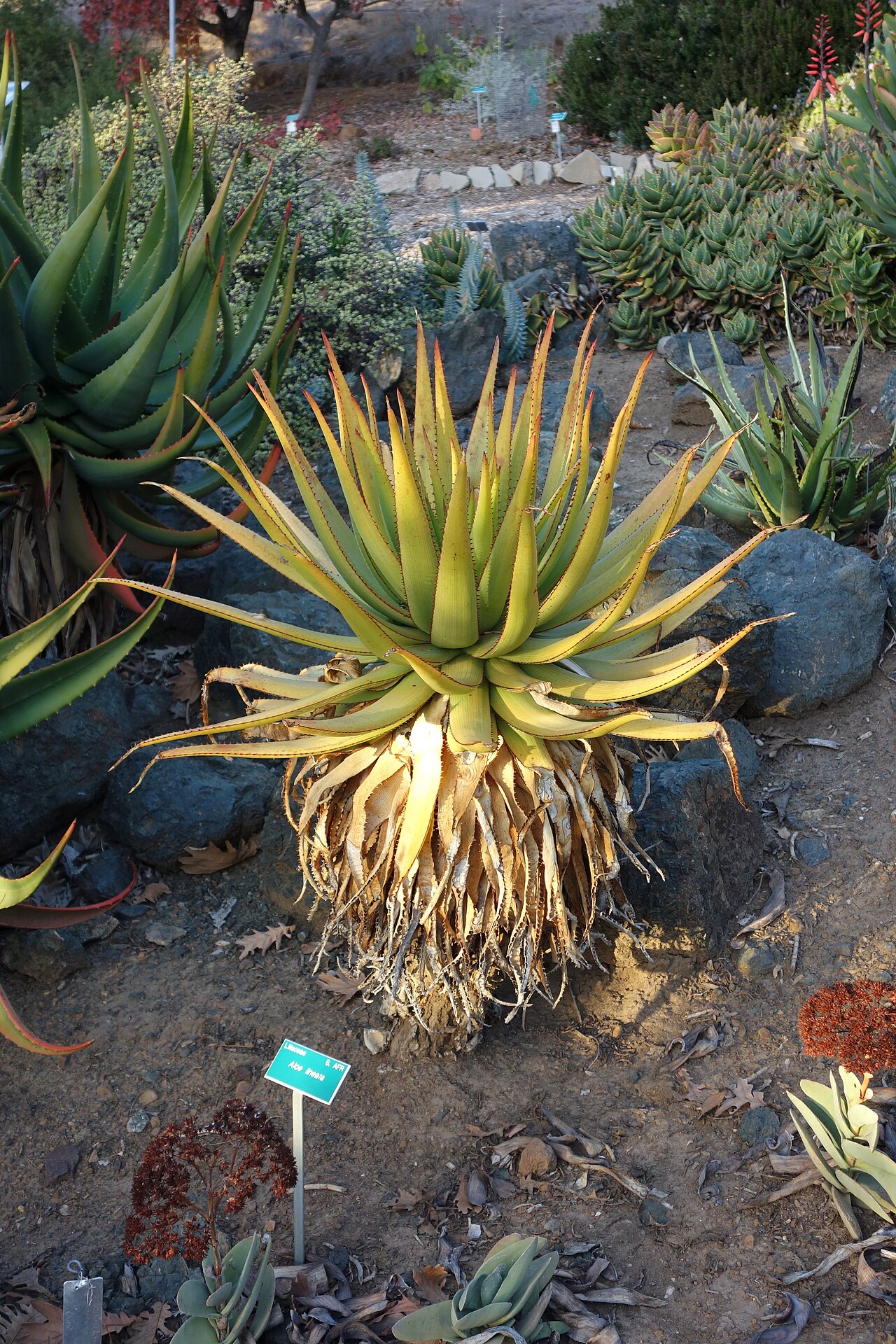 Aloe lineata: Botanical specimen in the San Luis Obispo Botanical Garden - in El Chorro Regional Park, San Luis Obispo, California, USA.