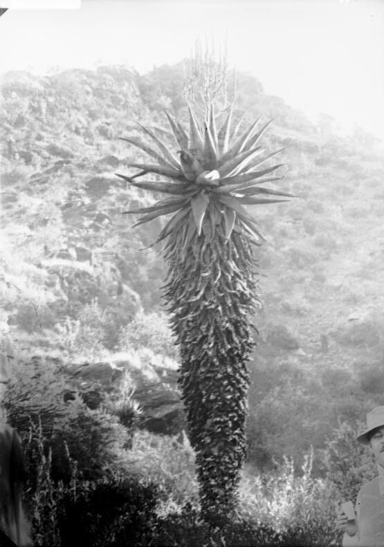 Mopane aloe: For documentary purposes the German Federal Archive often retained the original image captions , which may be erroneous, biased, obsolete or politically extreme