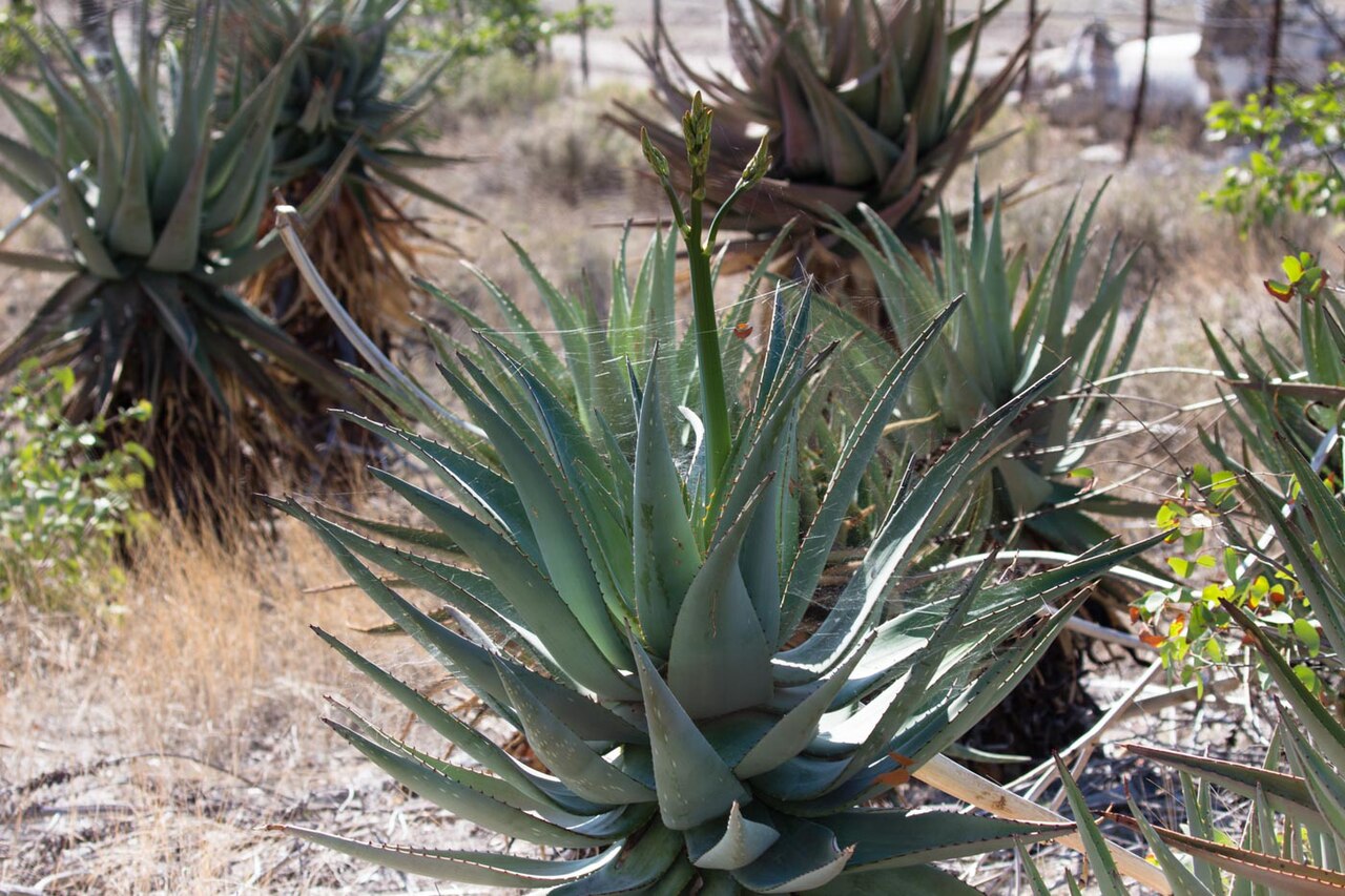 Mopane aloe: Aloe littoralis (Windhoek Aloe)-2268