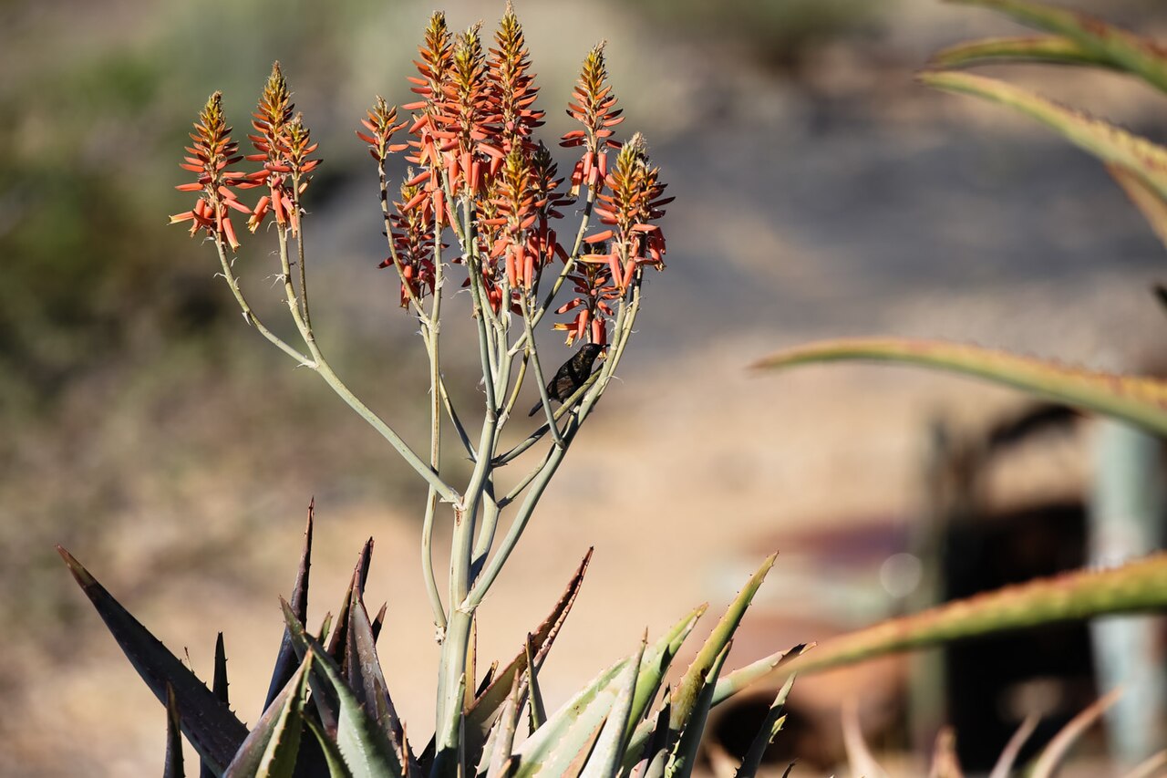 Mopane aloe: Aloe littoralis (Windhoek Aloe) & Dusky Sunbird-1472