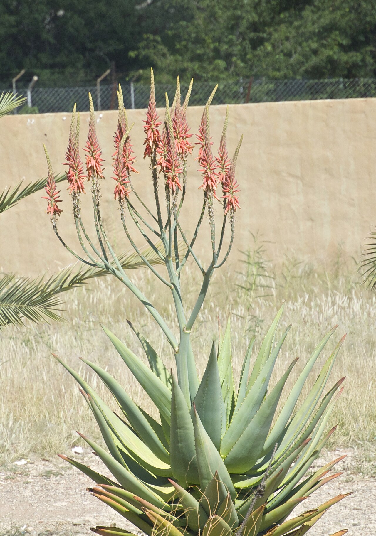 Mopane aloe: Endémique en Namibie. Planté ici dans la ville de Kamanjab