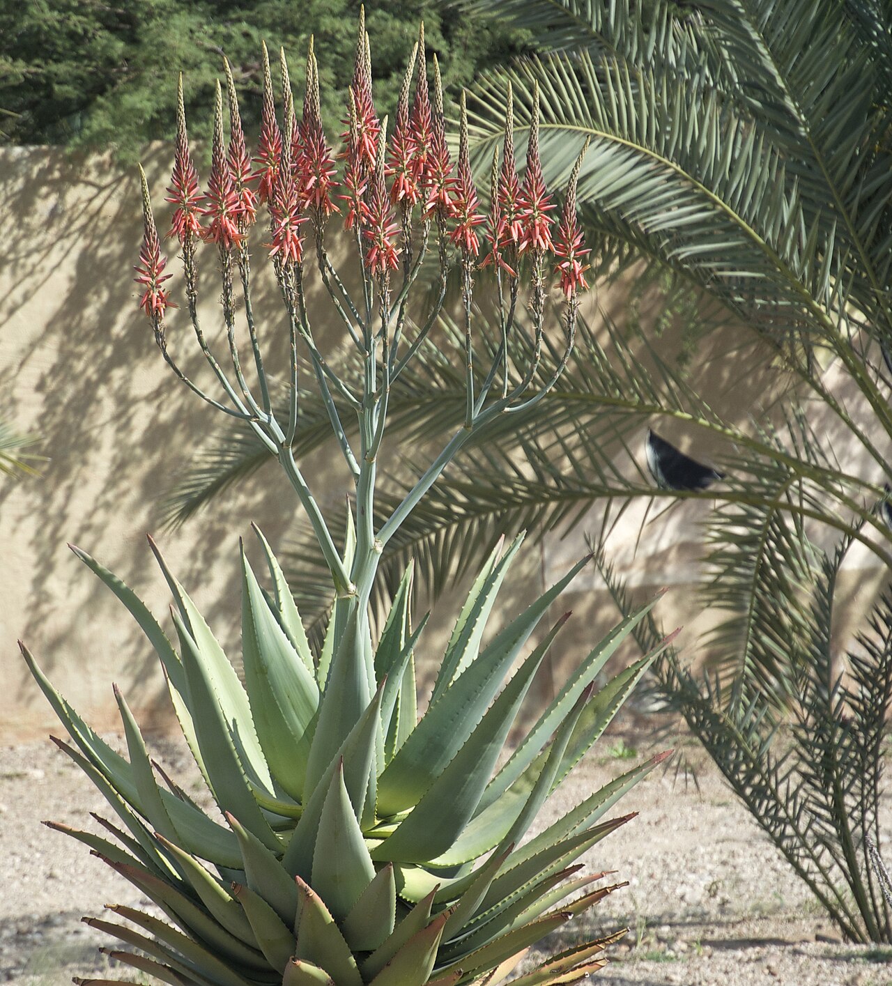 Mopane aloe: Endémique en Namibie mais ici planté dans la ville de Kamanjab.