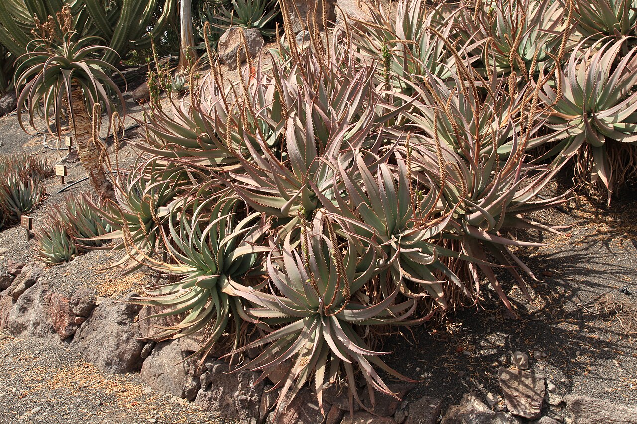Mopane aloe: Aloe littoralis in the Oasis Park in La Lajita, Pájara , Fuerteventura, Canary Islands