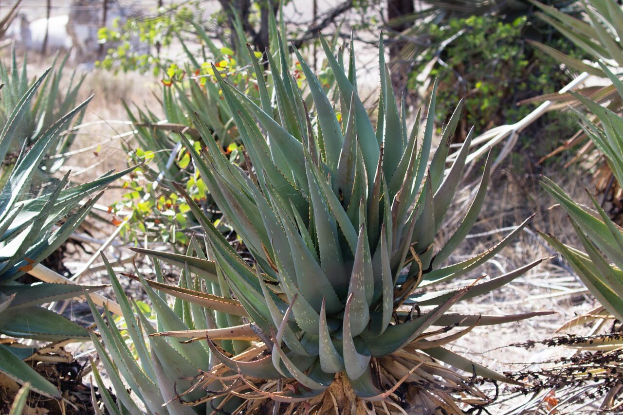 Mopane aloe: Aloe littoralis (Windhoek Aloe)-2267