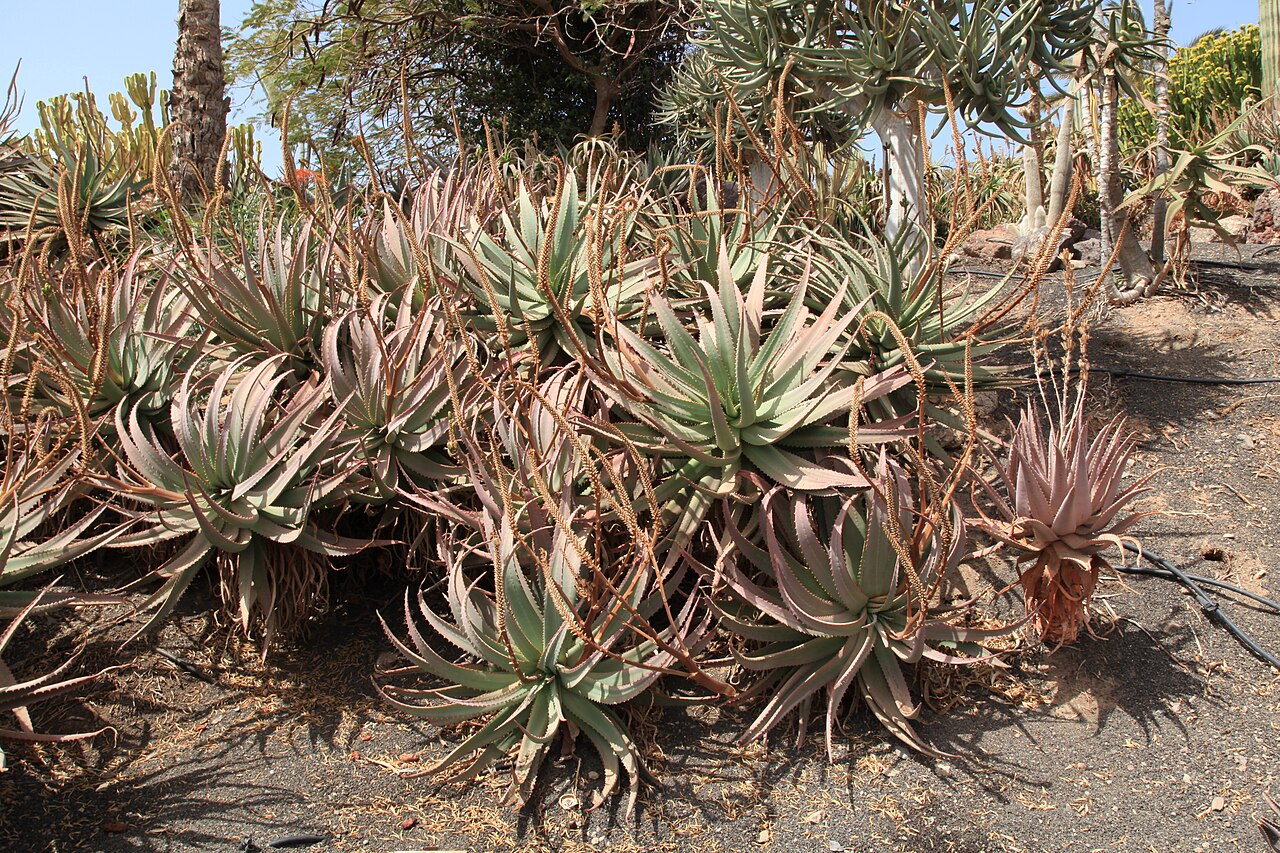 Mopane aloe: Aloe littoralis in the Oasis Park in La Lajita, Pájara , Fuerteventura, Canary Islands