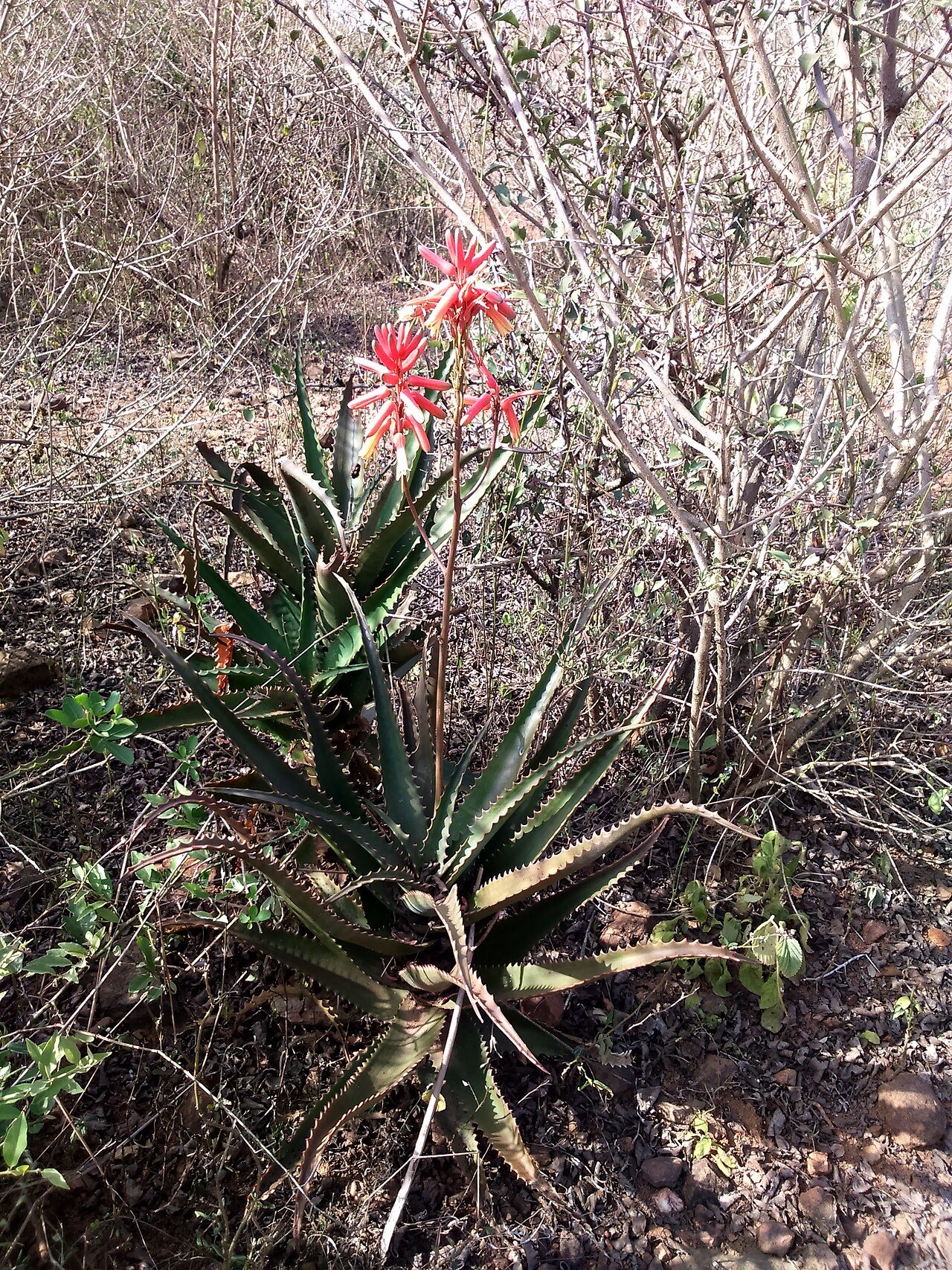 Aloe lolwensis: Aloès du lac Victoria (Aloe lolwensis) en bordure nord du marais de Yala à Bar Olengo
