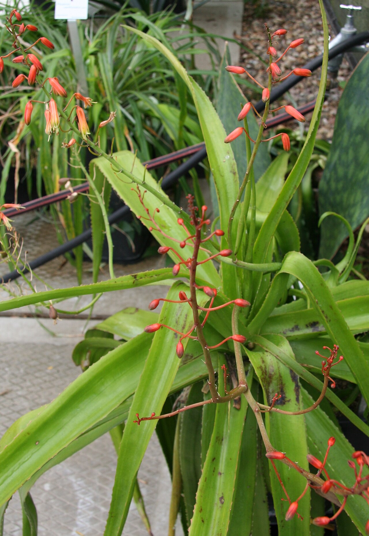 Aloe lomatophylloides: Aloe lomatophylloides im Botanischen Garten Bochum