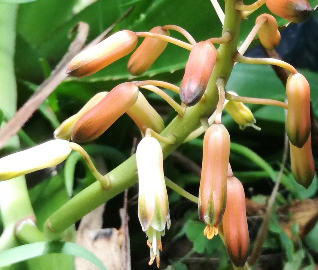 Aloe lomatophylloides: Flowers of Aloe Lomatophylloides - Grande Montagne Rodrigues