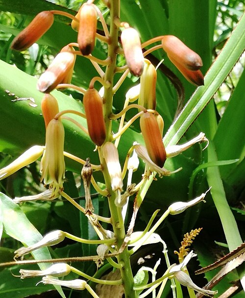 Aloe lomatophylloides: Flowers of Aloe Lomatophylloides - Grande Montagne Rodrigues