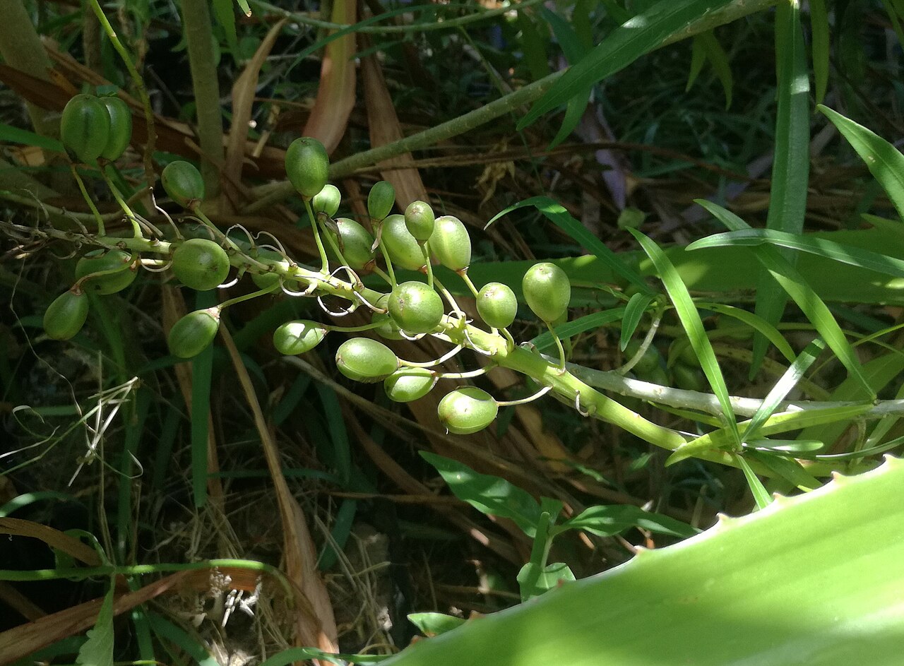 Aloe lomatophylloides: Berries of Aloe lomatophylloides - Grande Montagne Rodrigues