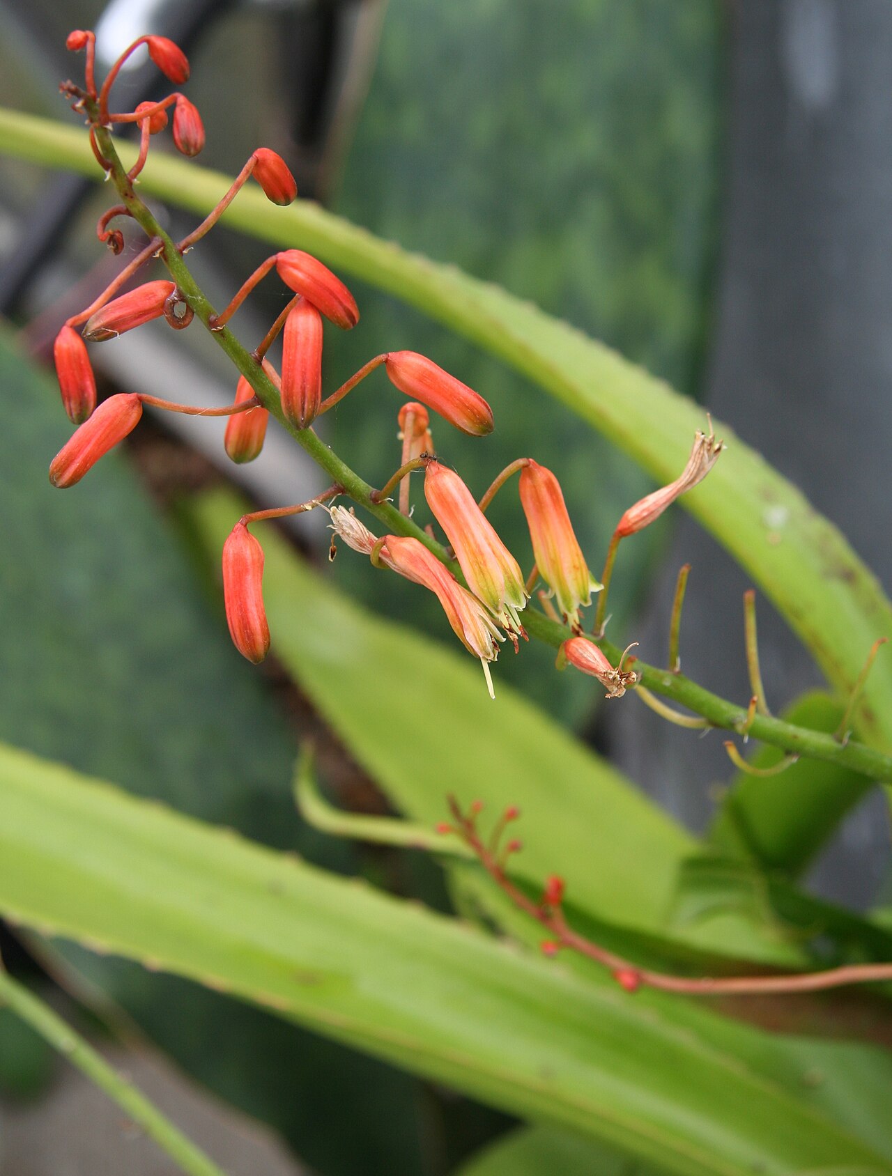 Aloe lomatophylloides: Aloe lomatophylloides im Botanischen Garten Bochum