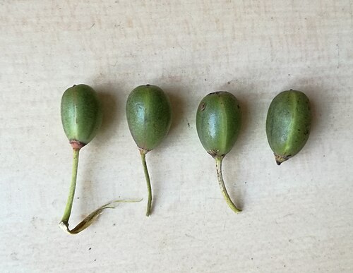 Aloe lomatophylloides: Aloe lomatophylloides fruits