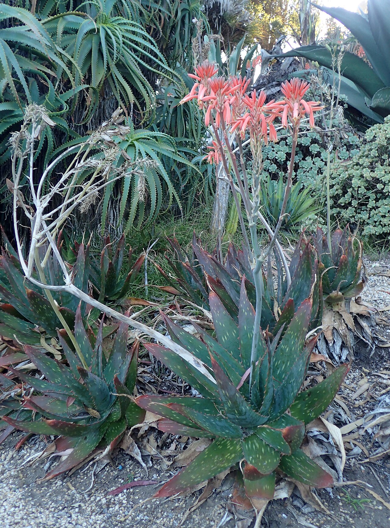 Aloe longibracteata: Aloe longibracteata in the San Francisco Botanical Garden