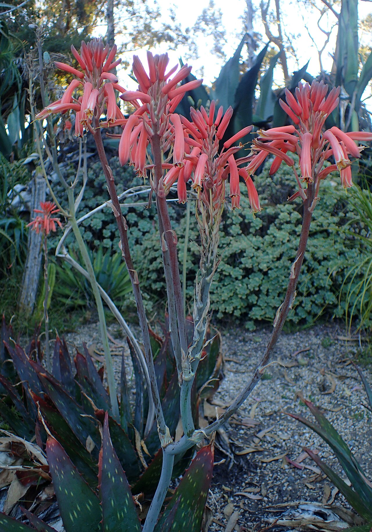Aloe longibracteata: Aloe longibracteata in the San Francisco Botanical Garden