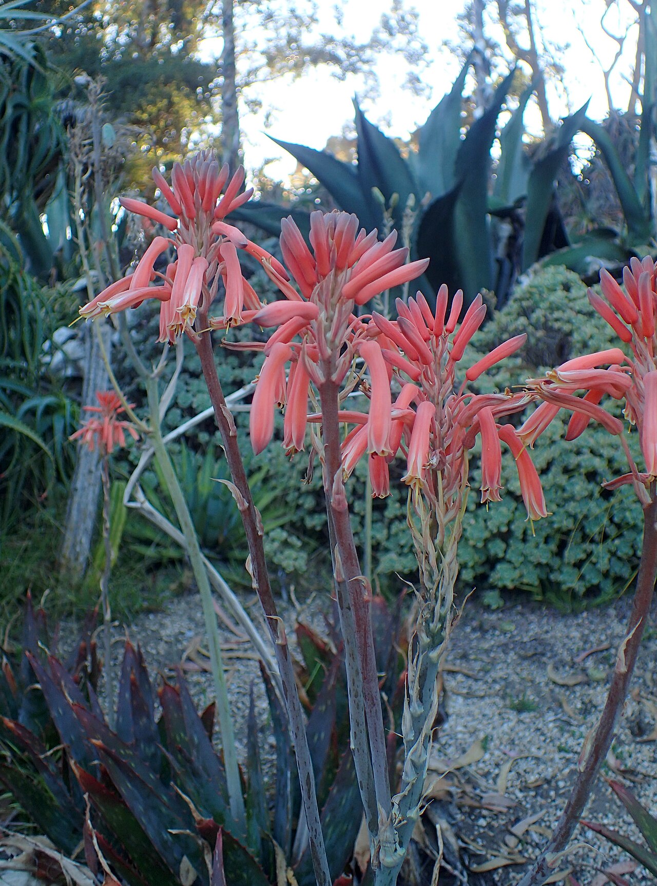 Aloe longibracteata: Aloe longibracteata in the San Francisco Botanical Garden