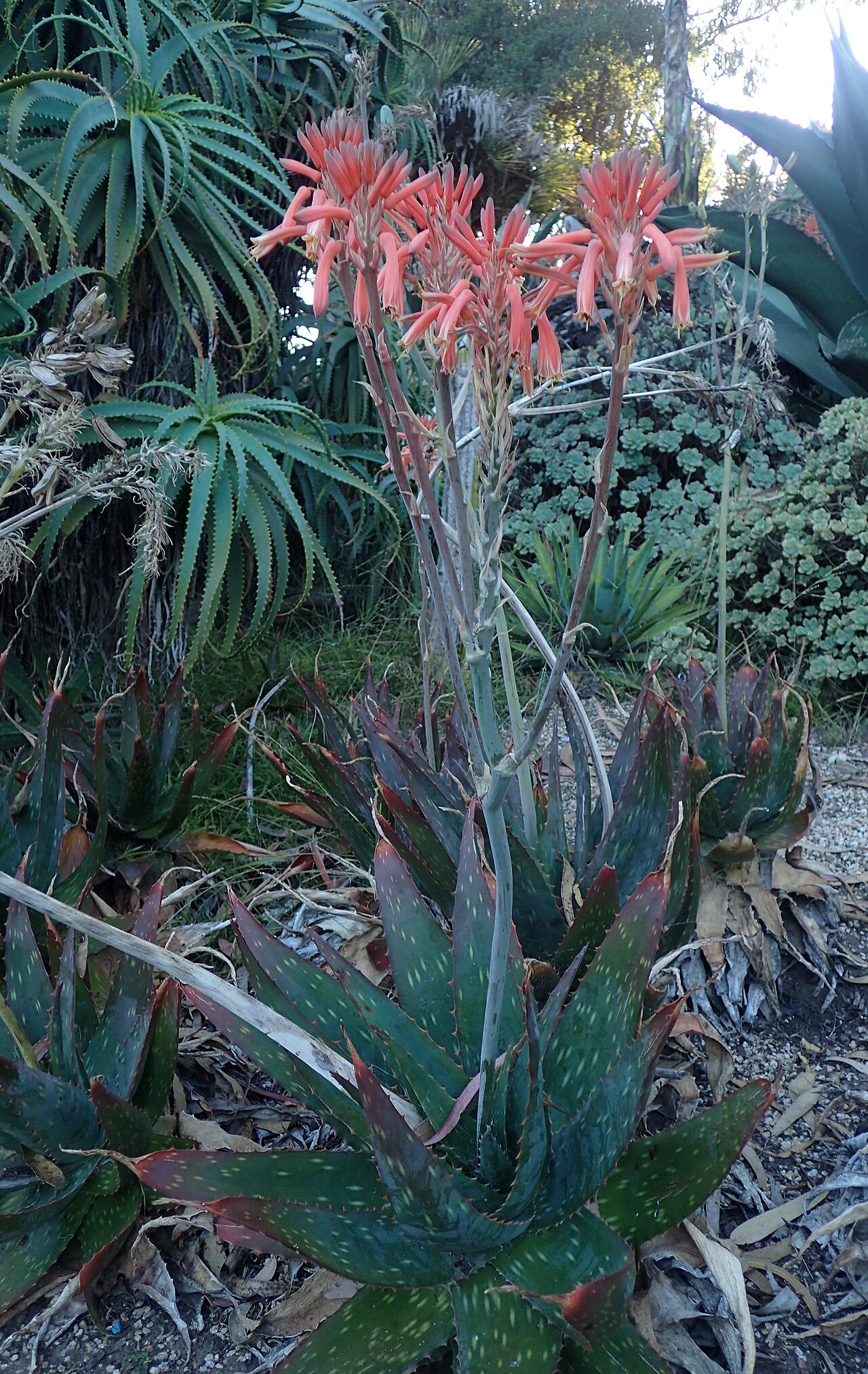 Aloe longibracteata: Aloe longibracteata in the San Francisco Botanical Garden