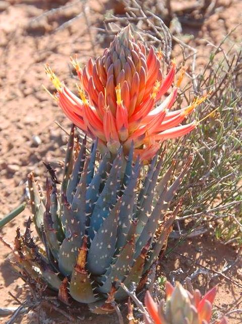 Aloe longistyla: Aloe longistyla - South Africa