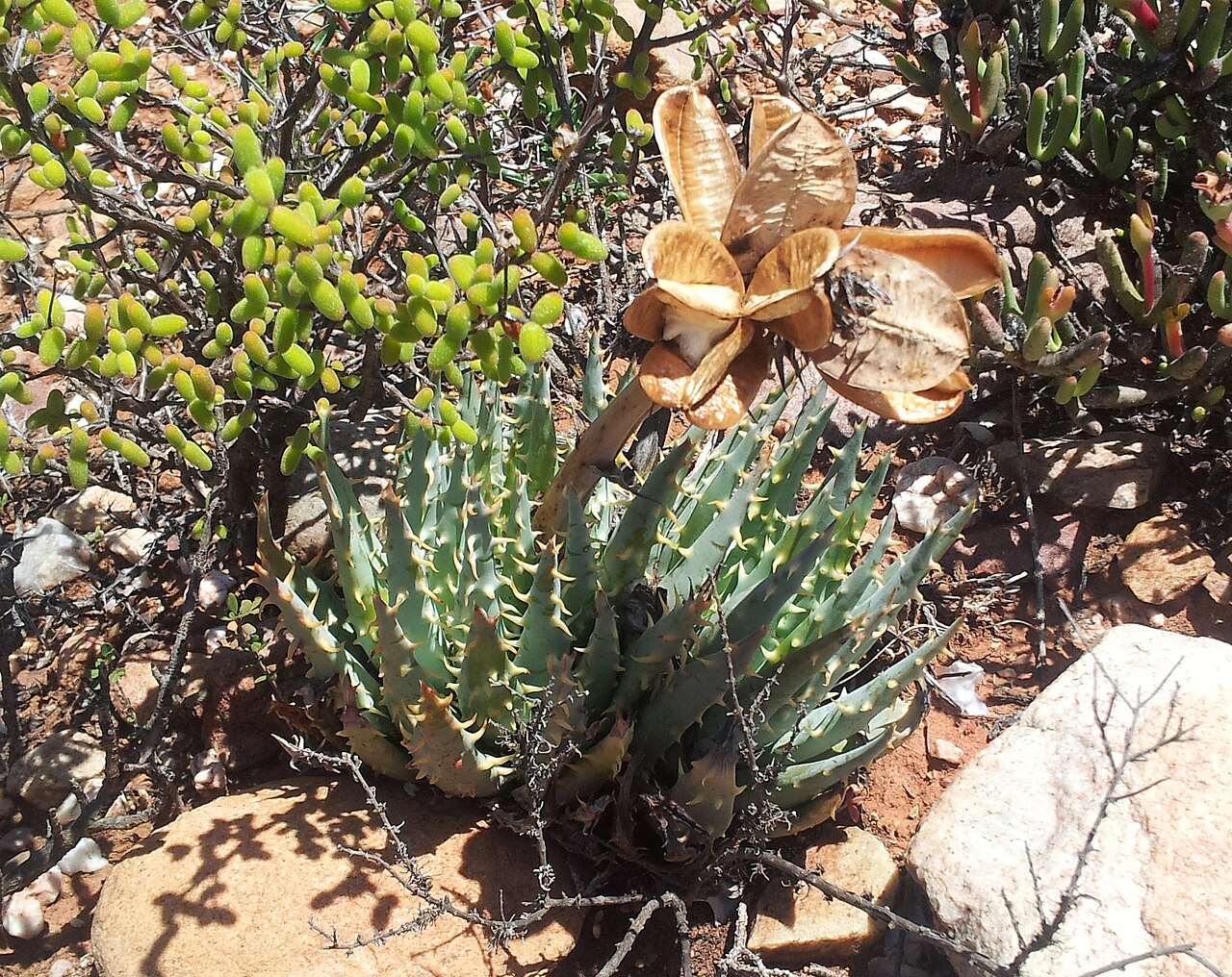 Aloe longistyla: Aloe longistyla in seed- Calitzdorp