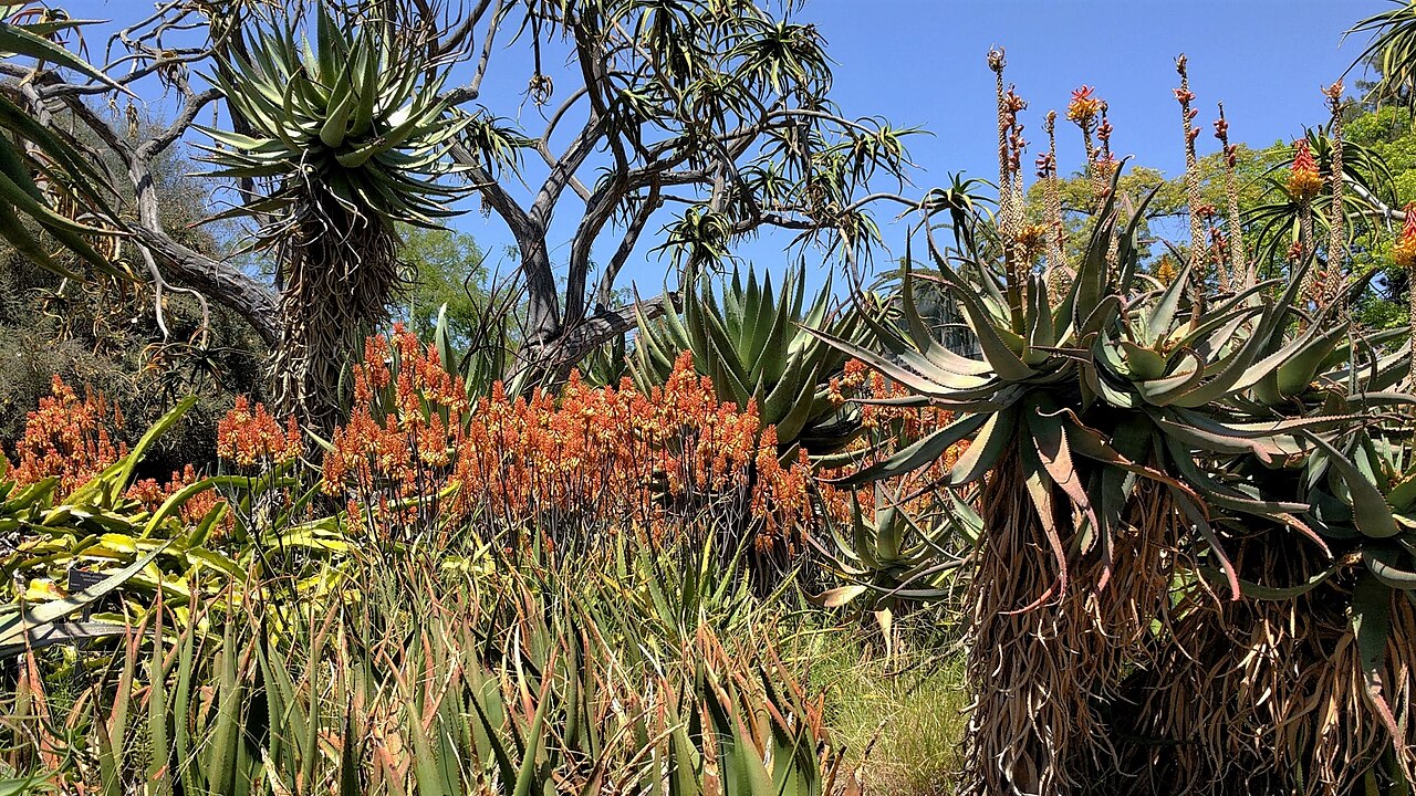 Aloe lutescens: The Desert Garden here is world-famous and far exceeds every expectation. Not only are the specimens massive and rare, but they are arranged with an exceptional