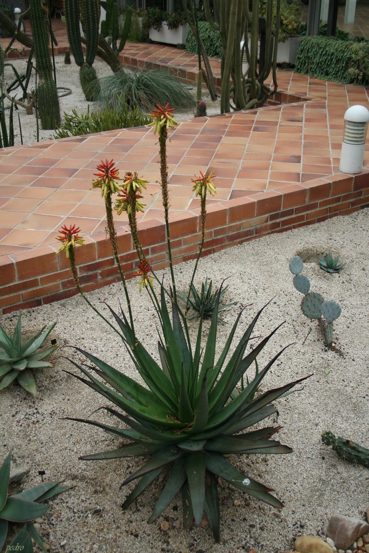 Aloe lutescens: Aloe Lutescens-Zambia