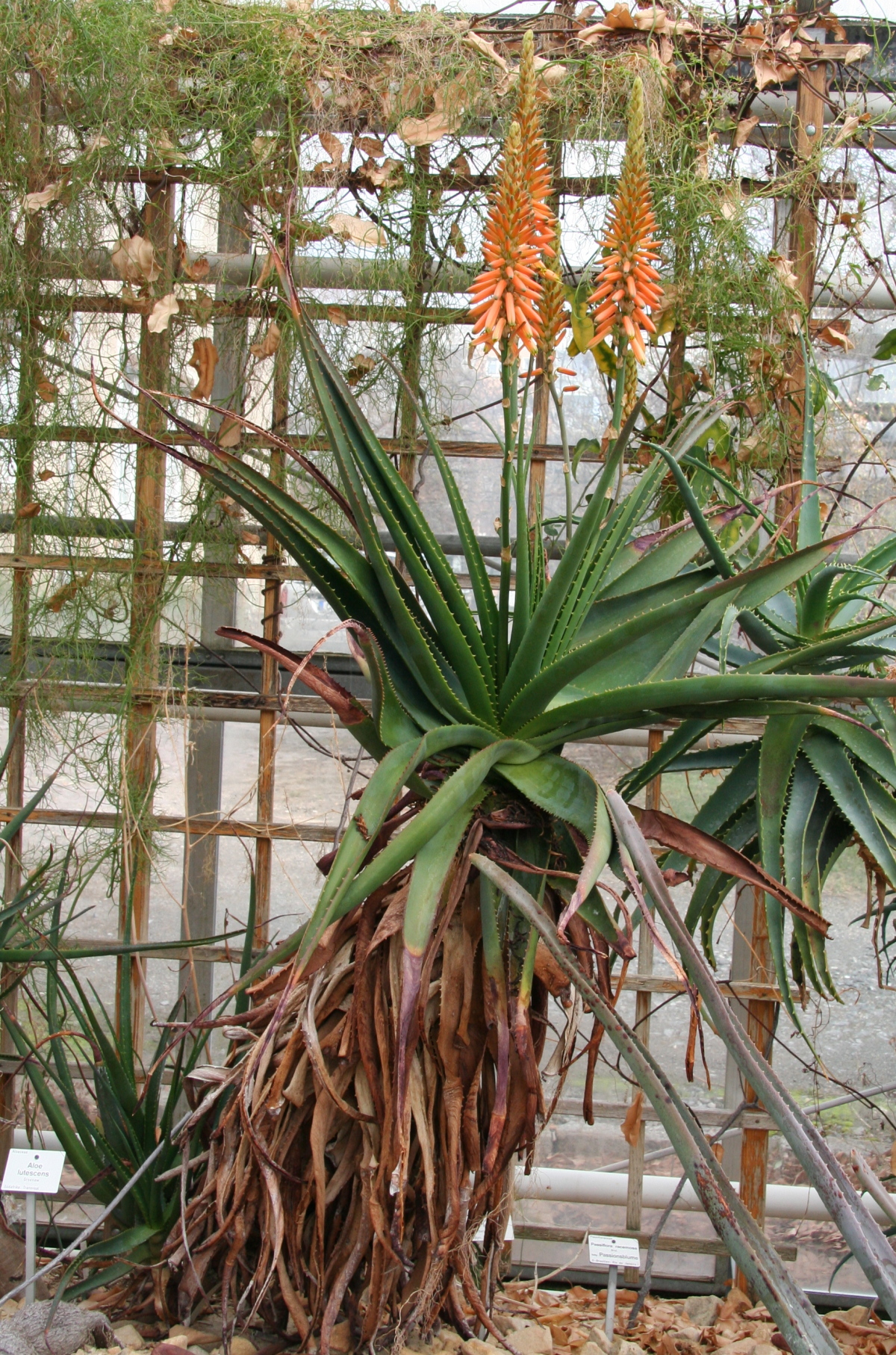 Aloe lutescens: Aloe lutescens im Botanischen Garten Dresden