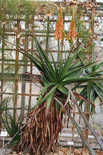 Aloe lutescens: Aloe lutescens im Botanischen Garten Dresden