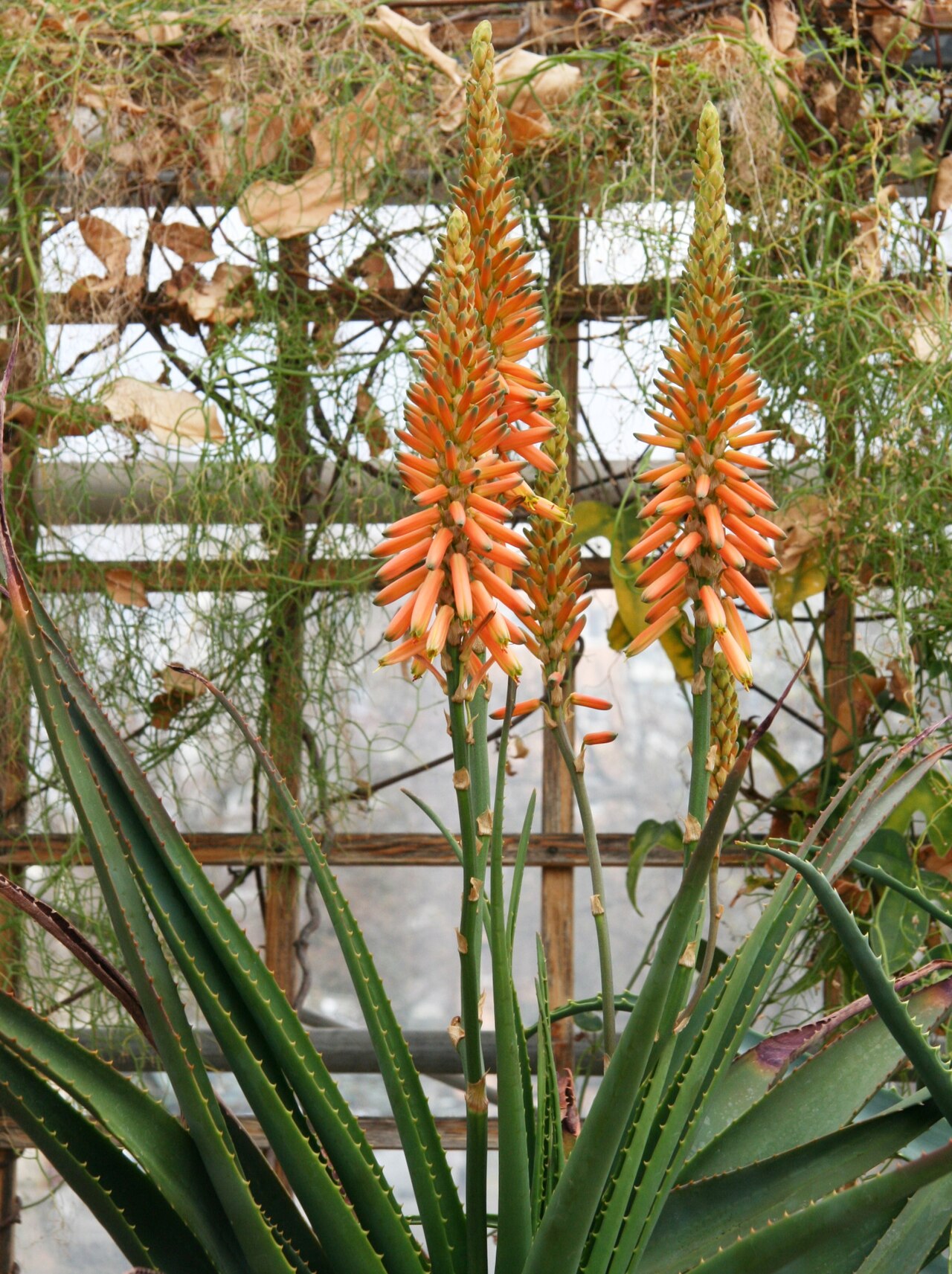 Aloe lutescens: Aloe lutescens im Botanischen Garten Dresden