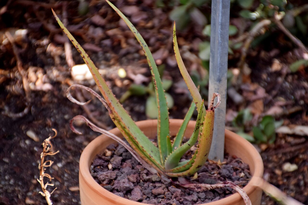 Aloe lutescens: Aloe lutescens in Jardin des Plantes de Toulouse
