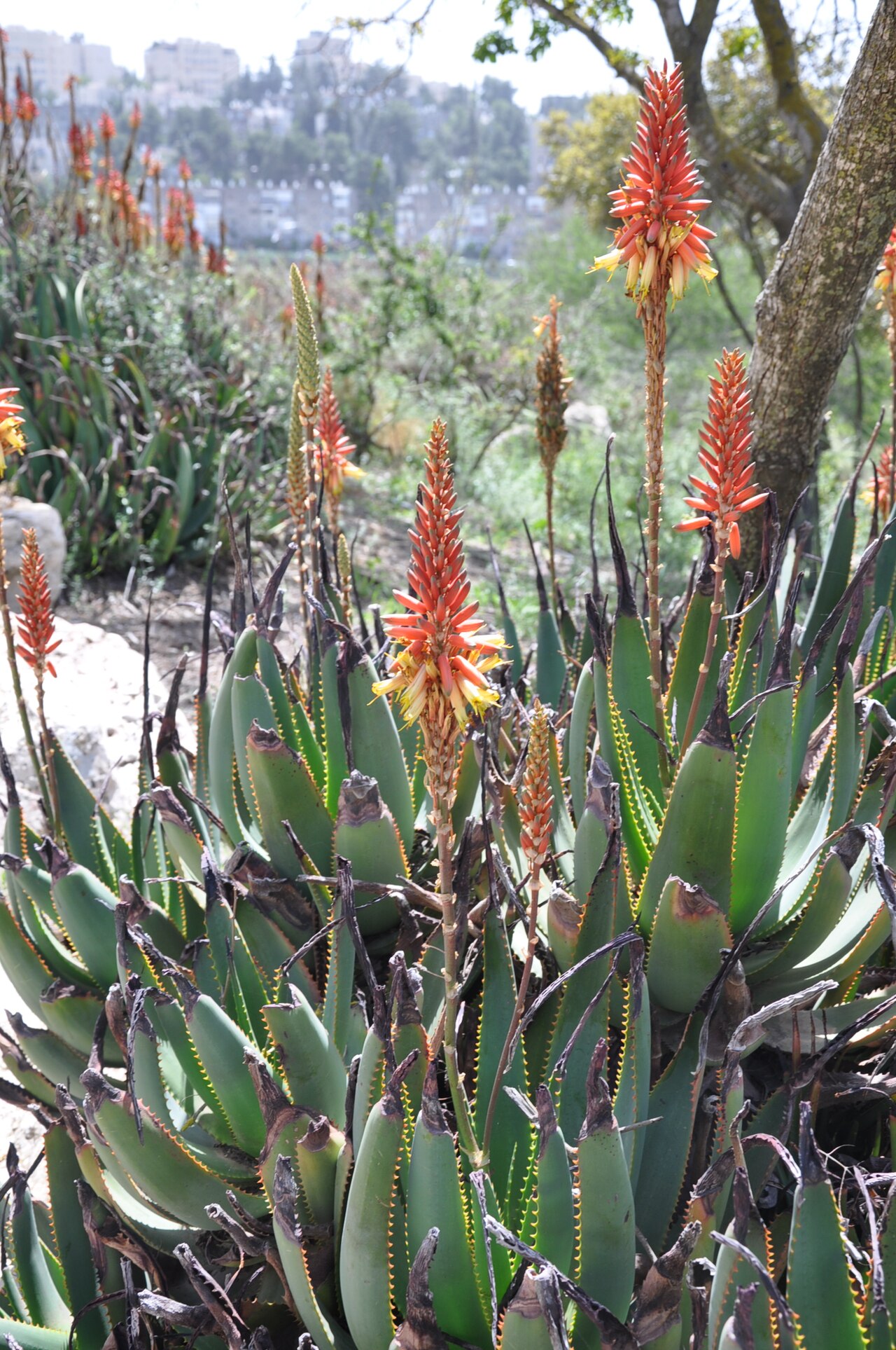 Aloe lutescens: Taken in Jerusalem