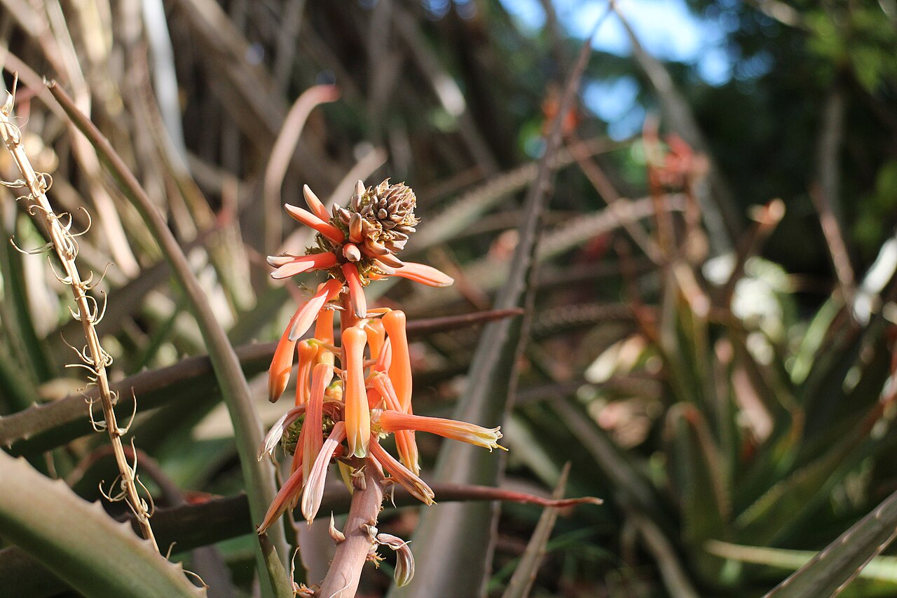 Aloe macra: Mazambron marron