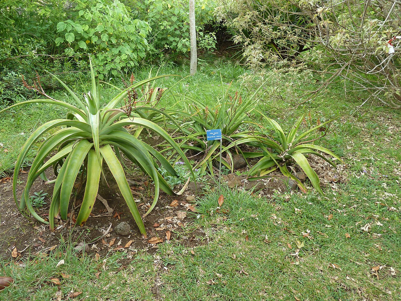 Aloe macra: Mazambron Marron