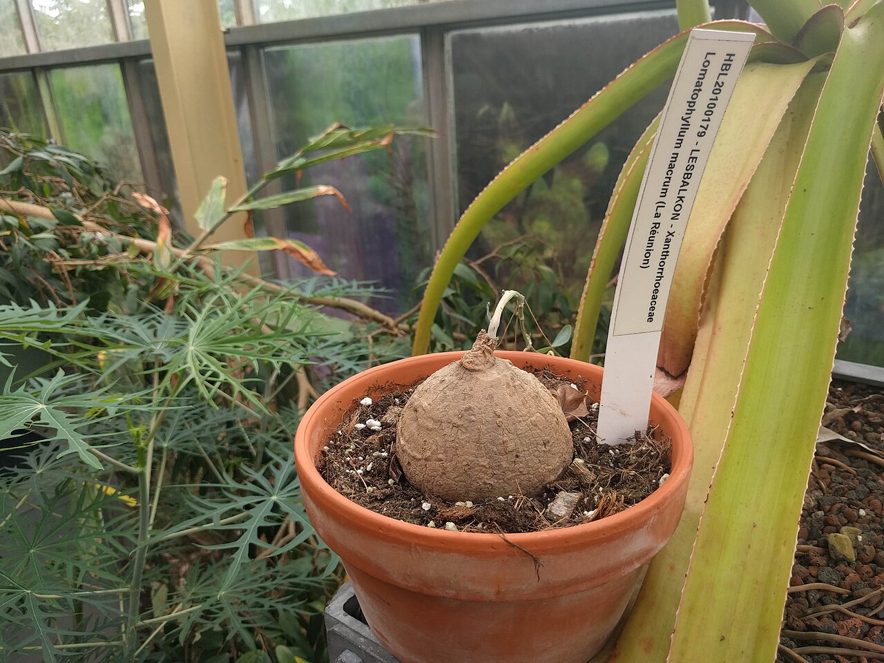 Aloe macra: Hortus botanicus Leiden