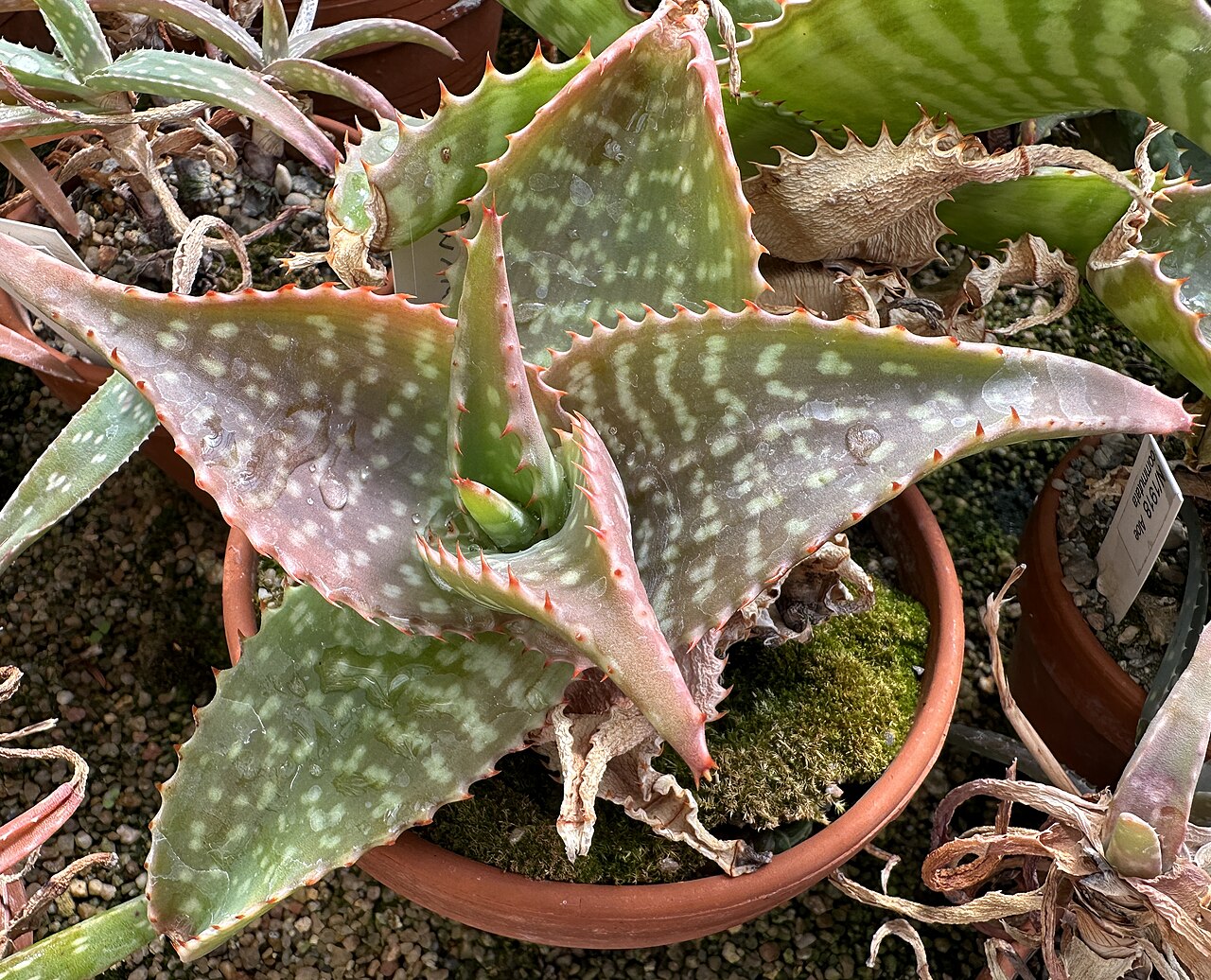 Aloe macrocarpa: Aloe macrocarpa (Syn. Aloe commutata ) im Botanischen Garten München