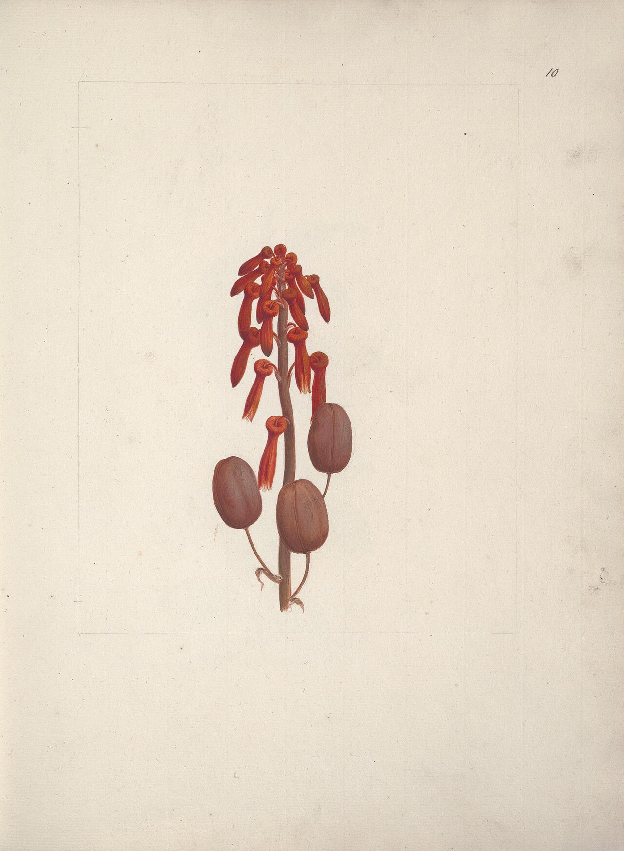 Aloe macrocarpa (Aloe macrocarpa)