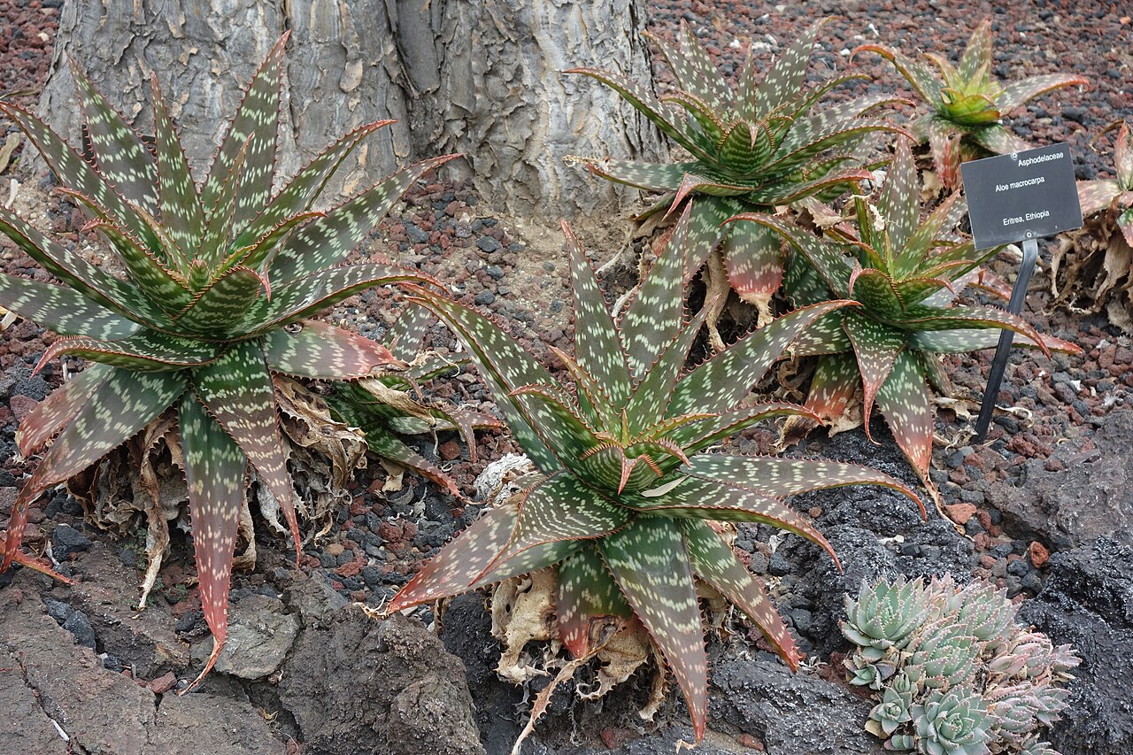 Aloe macrocarpa: Lotusland - Montecito, California, USA.