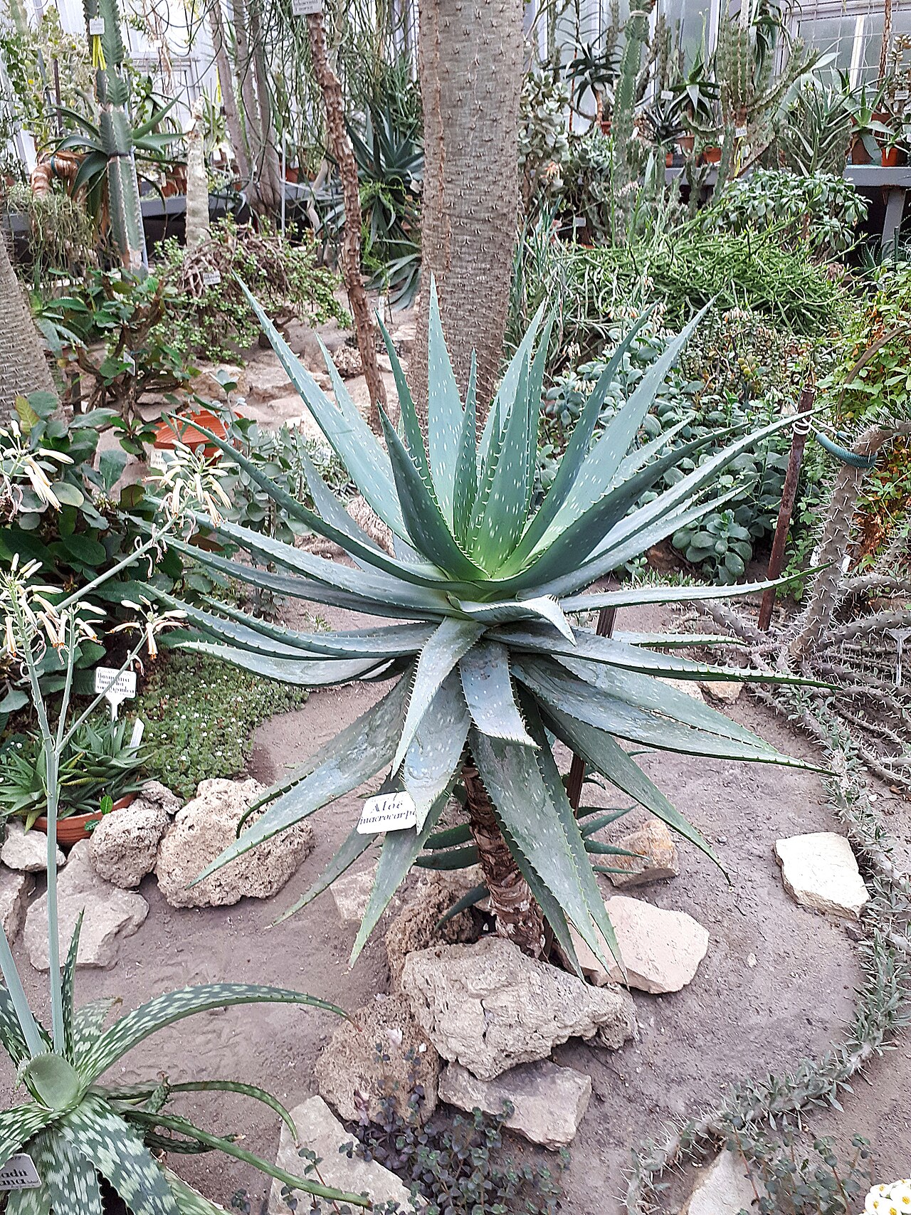 Aloe macrocarpa: Tropical Plants Greenhouse of the St. Petersburg Botanical Garden of the V.L. Komarova: Professora Popova Street, 2 letter P. Petrogradsky District, St. Petersb