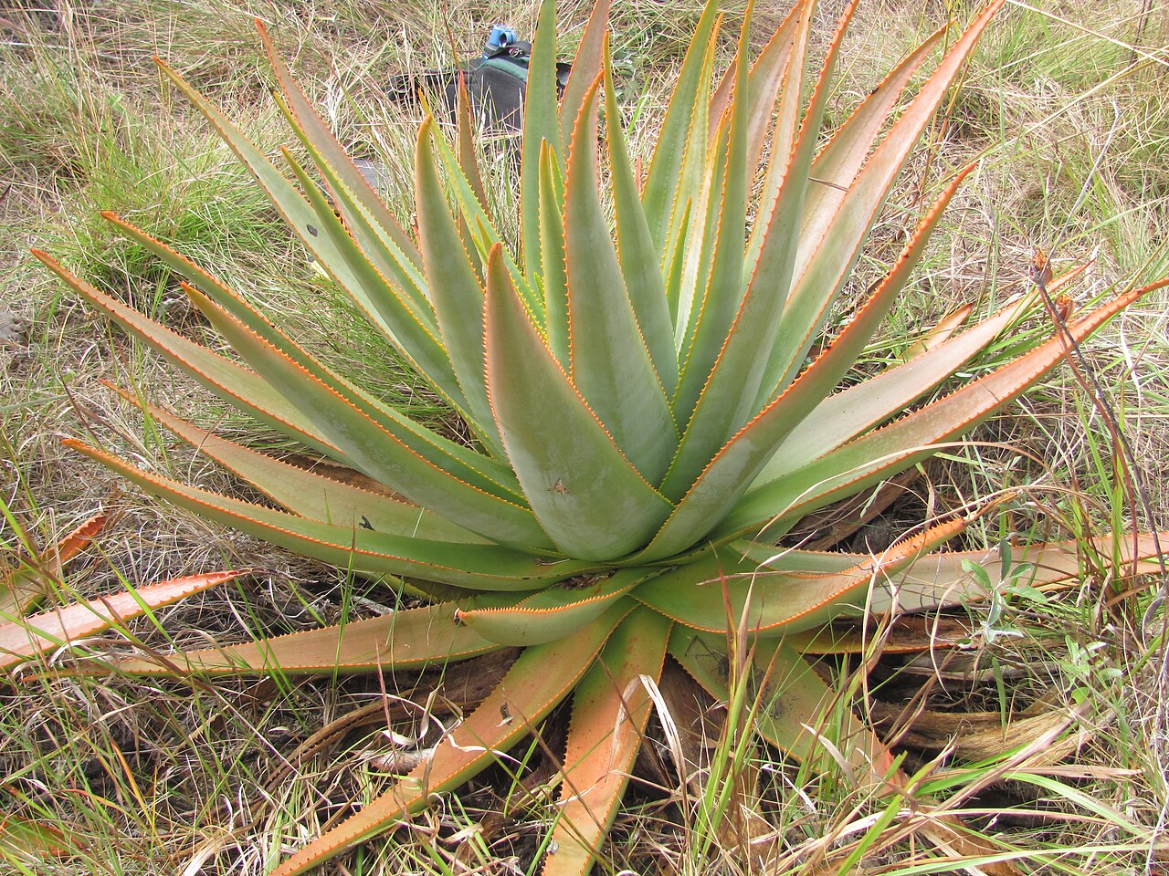 Aloe macroclada: A large aloe macroclada plant in its natural habitat in Madagascar