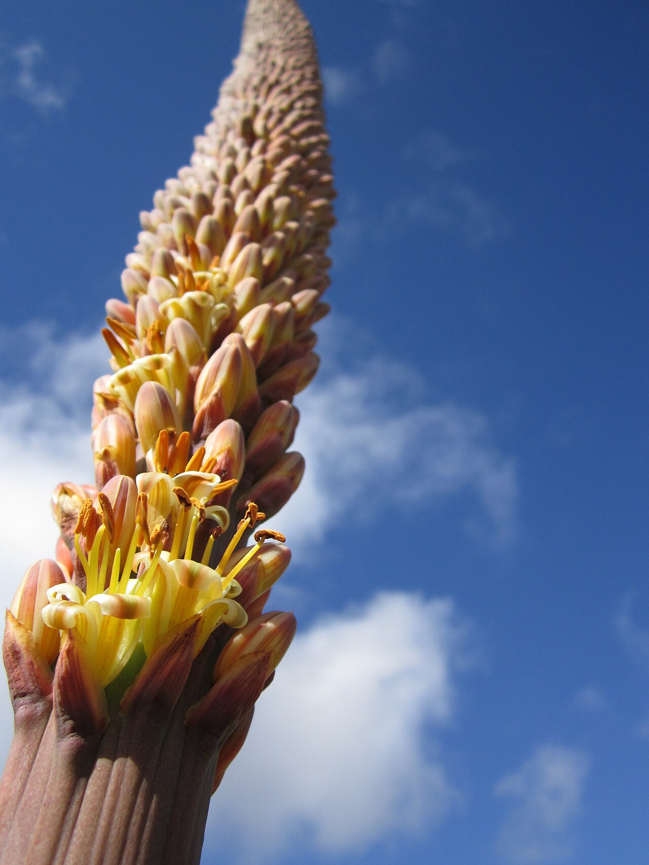 Aloe macroclada: Aloe macroclada in Madagascar