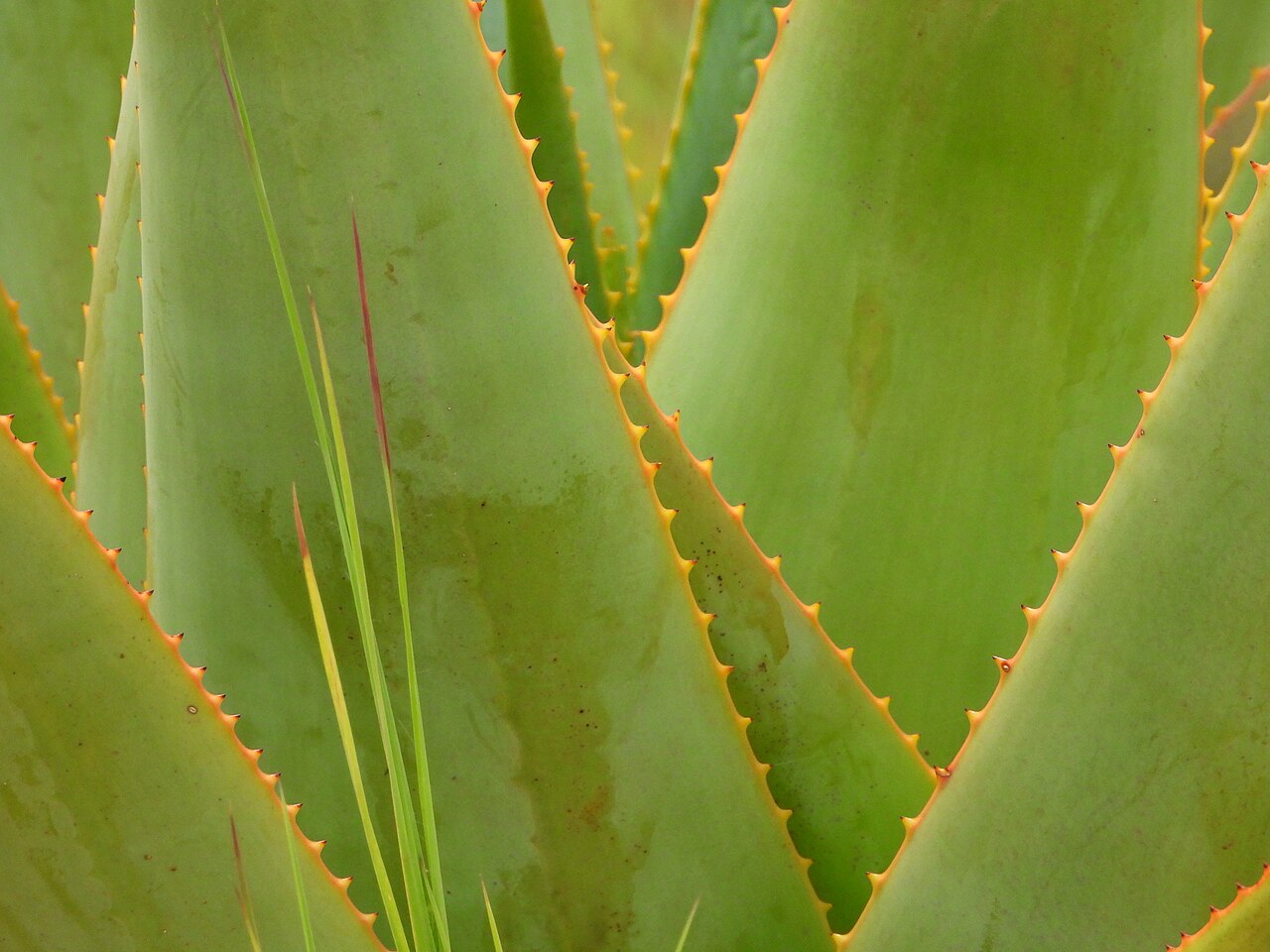 Aloe macroclada: Aloe macroclada in Madagascar