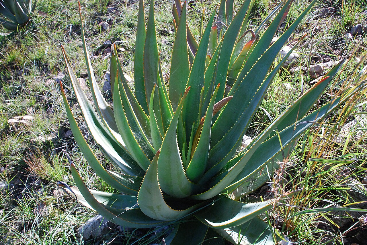 Aloe macroclada: Aloe macroclada in Madagascar