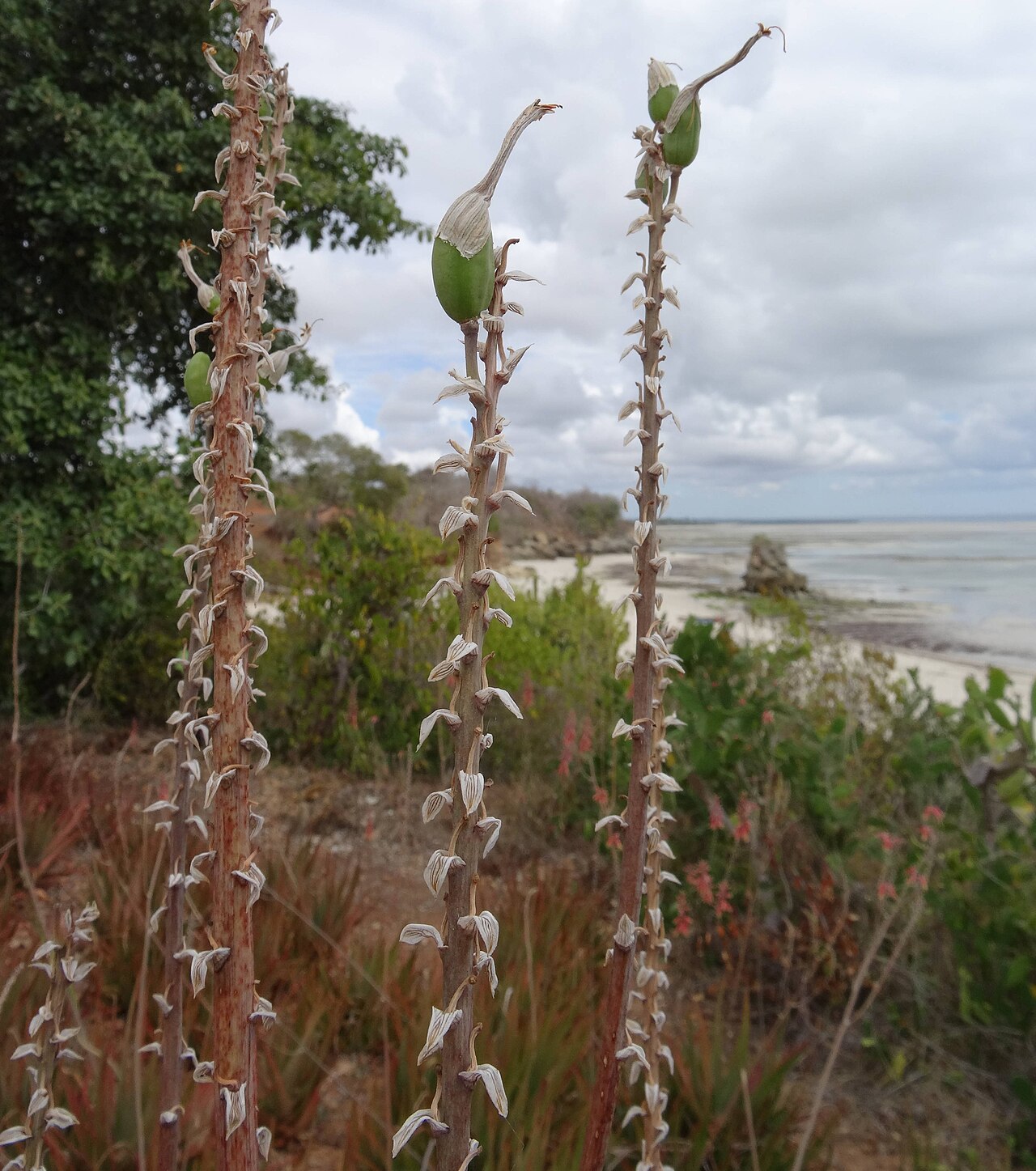Aloe massawana: I have never seen capsules on Aloe massawana in Mozambique. In this case I suspect a cross between A, massawana and A. mossurilensis.