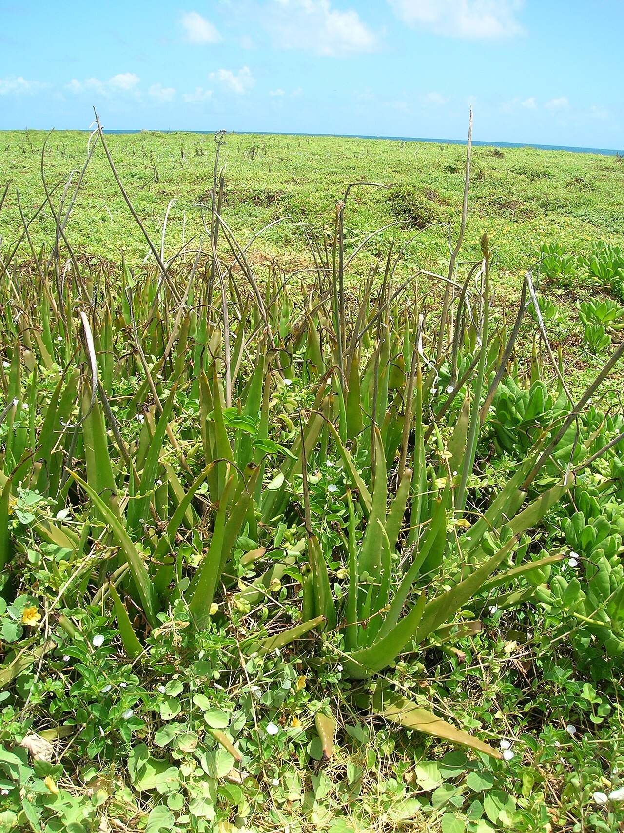 Aloe massawana: Aloe vera (habit). Location: Oahu, Kapapa