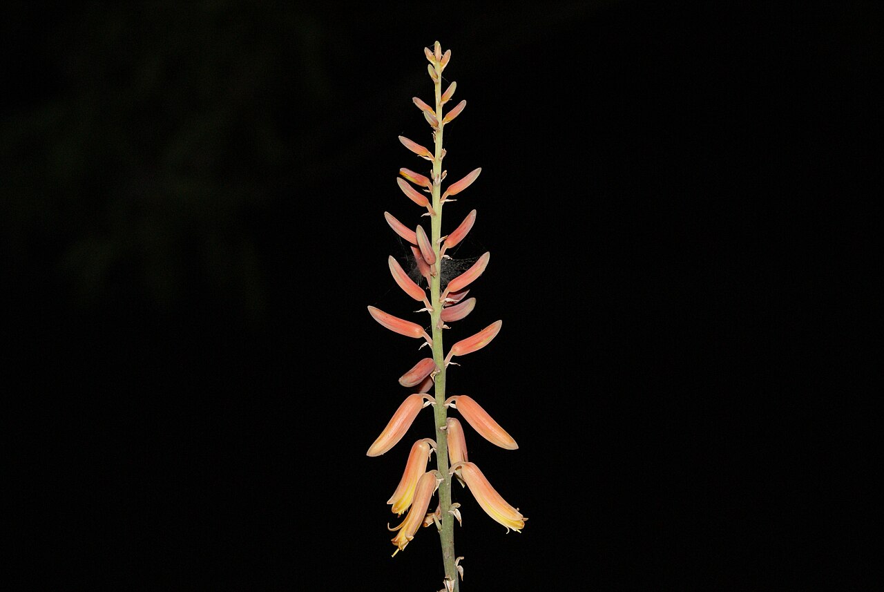 Aloe massawana: Aloe Vera bloom taken at night in late May