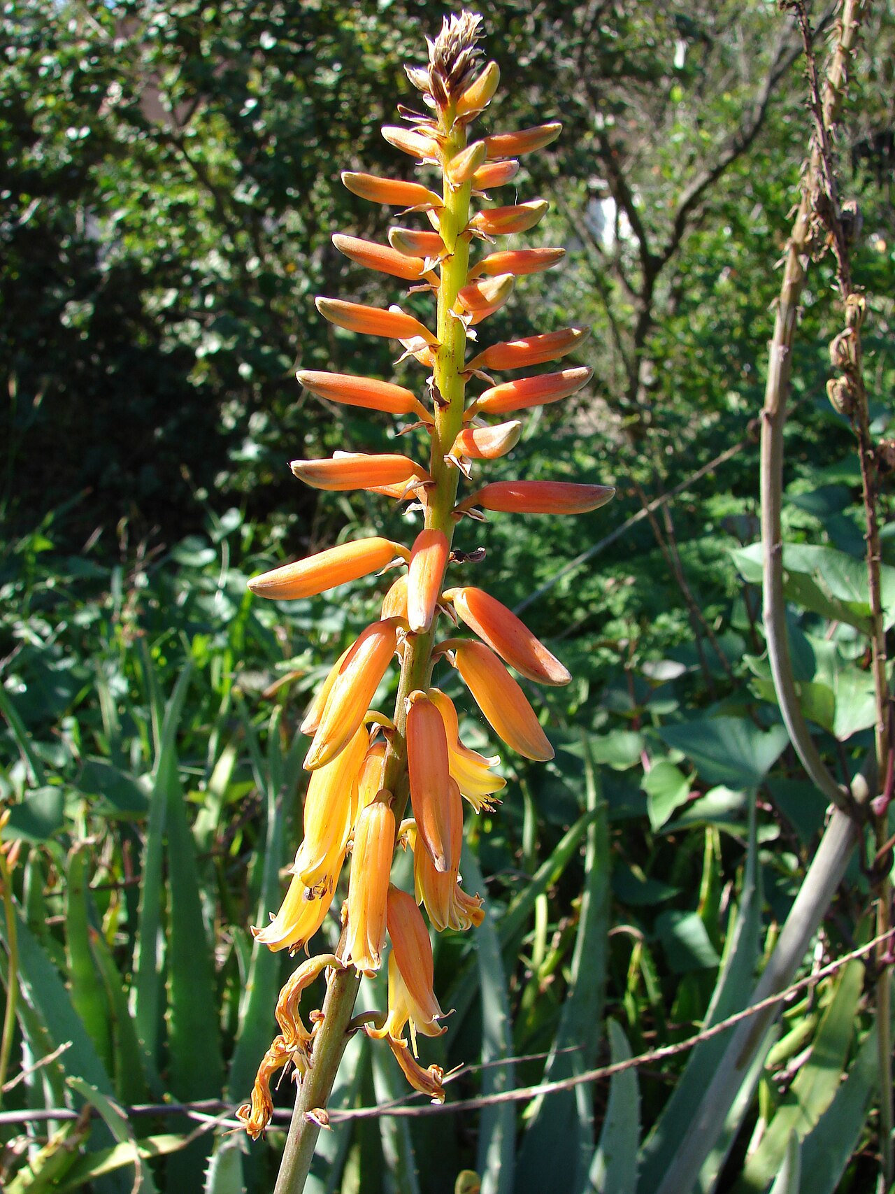 Aloe massawana: Aloe vera (flowers). Location: Maui, Makawao