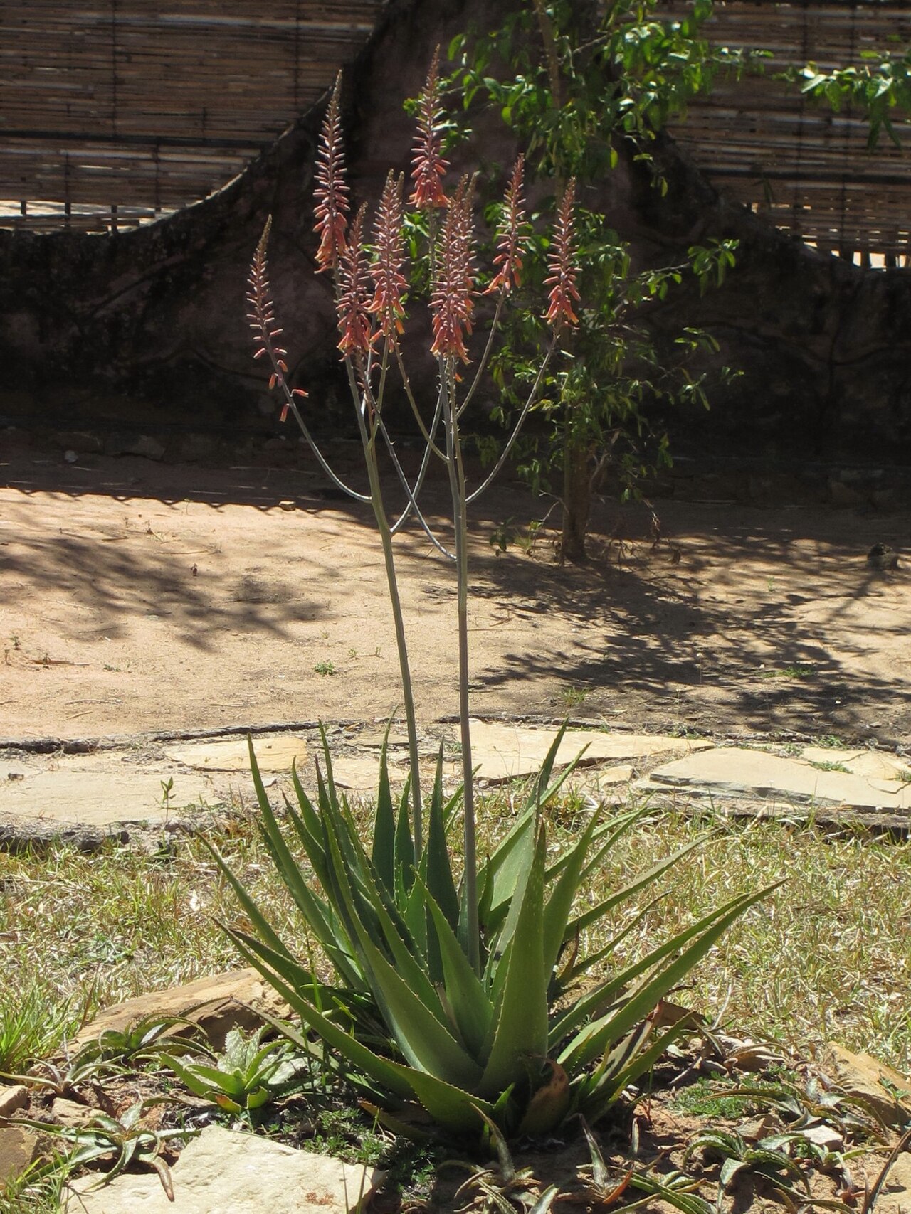 Aloe massawana: Cultivated plant in Pemba town, Mozambique. Aloe massawana is a species of coastal areas from northern Mozambique to Kenya. It is often mistakenly identified as