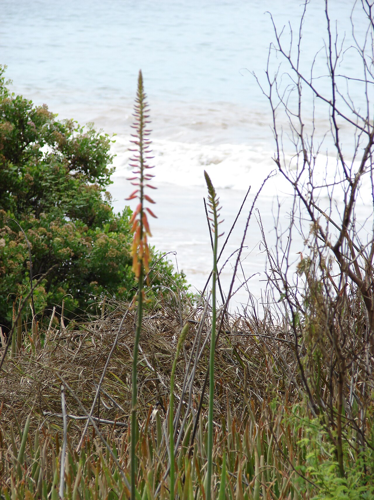 Aloe massawana: Aloe vera (flower stalk). Location: Maui, Kamaole Point Kihei