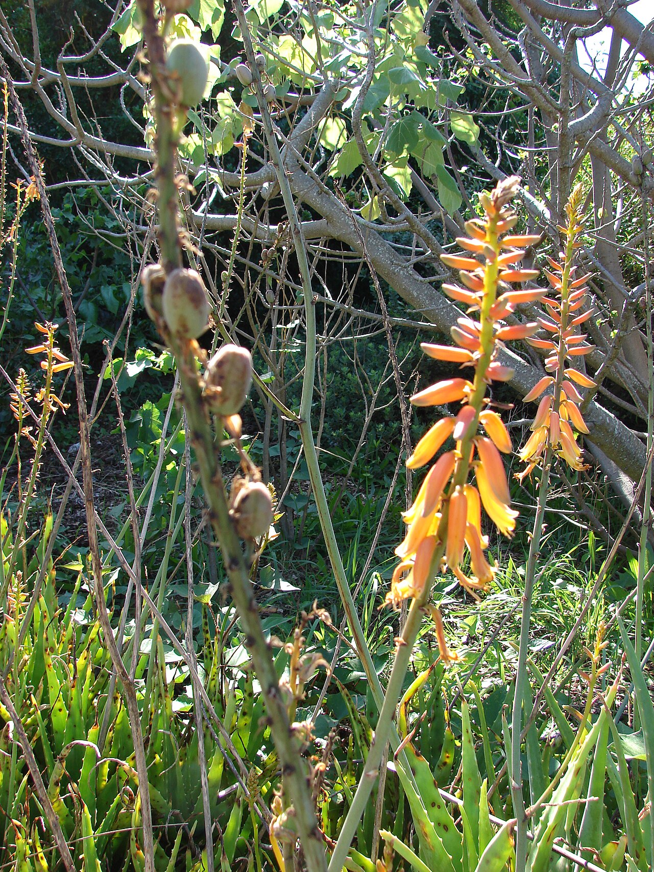 Aloe massawana: Aloe vera (flowers and fruit). Location: Maui, Makawao