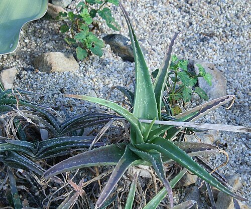 Aloe massawana: Aloe massawana