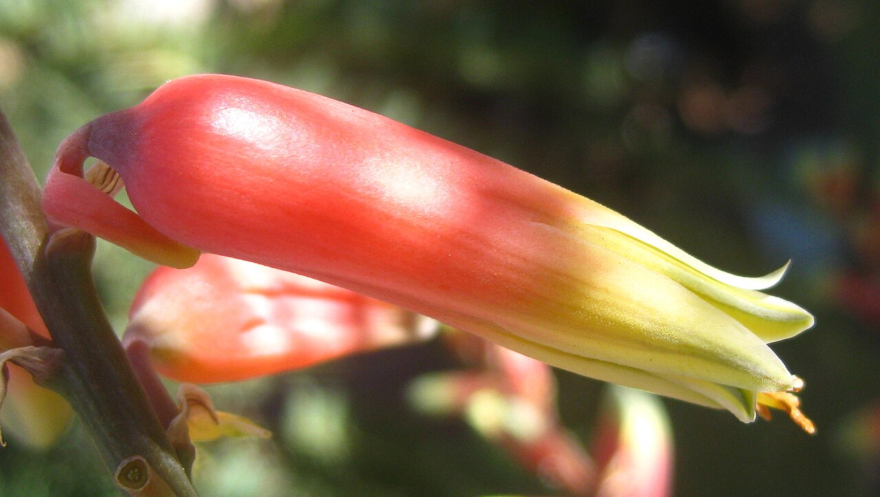 Aloe massawana: Aloe massawana is a species from the East African coast, sometimes cultivated in Mozambique. It is a close relative of Aloe vera and is better adapted to tropic