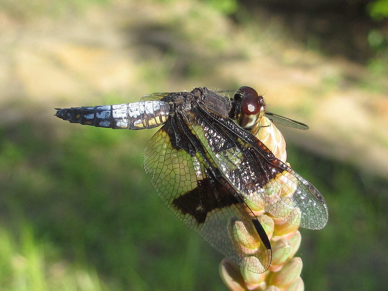 Aloe massawana: Dragonfly on Aloe massawana